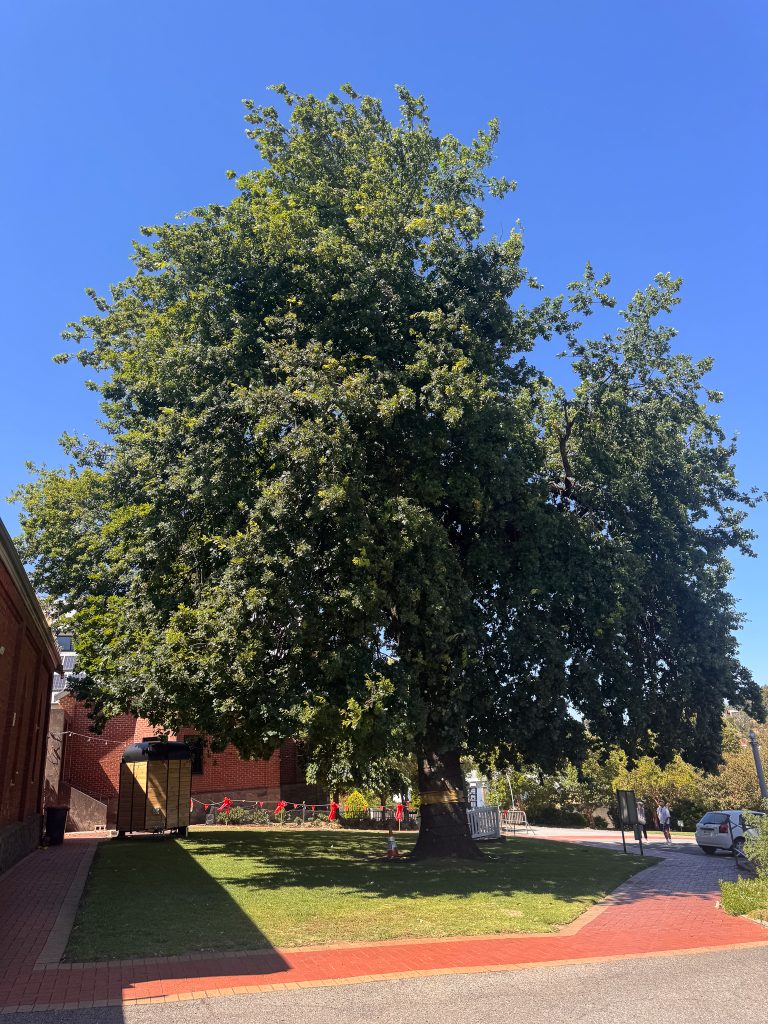 lobethal lutheran church 07